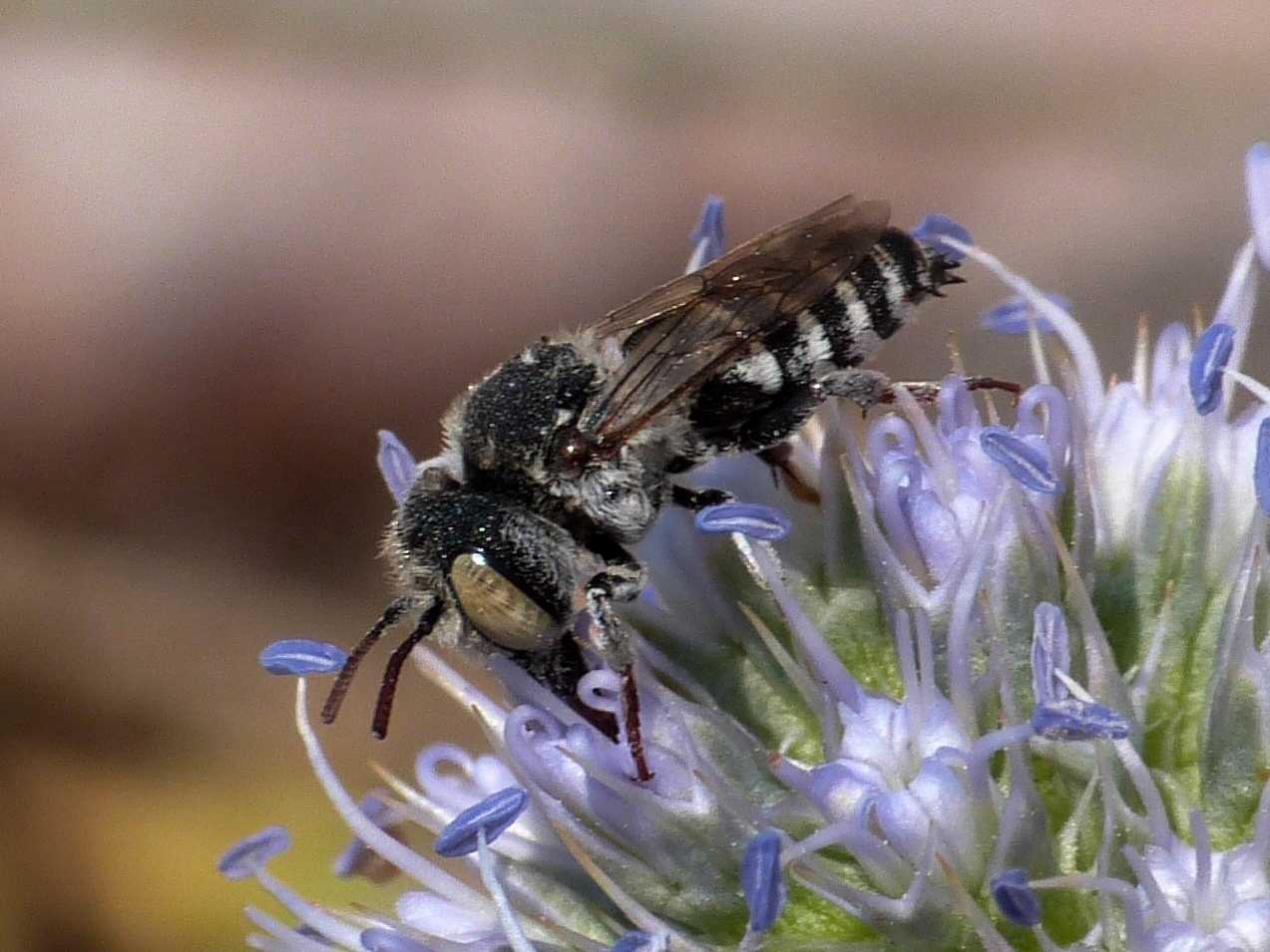 Coelioxys sp. femmina e maschio e accoppiamento